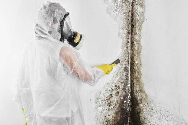 Best Commercial Mold Removal  in Brevard, NC