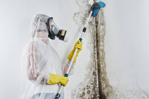 Best Toxic Mold Removal  in Brevard, NC