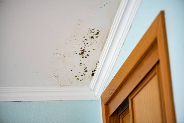 Best Commercial Mold Removal  in Brevard, NC