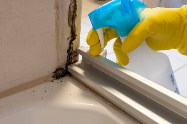 Mold Removal Process in Brevard, NC