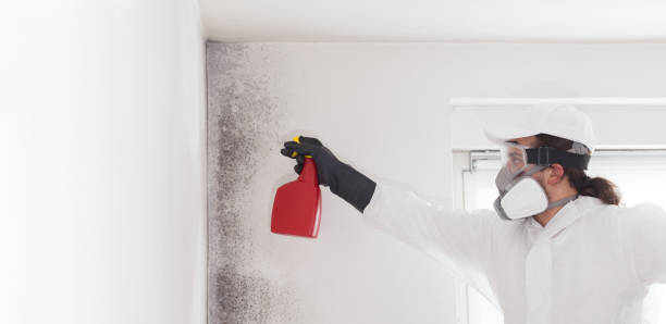 Reliable Brevard, NC Mold Removal Solutions