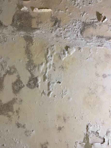 Best Professional Mold Removal  in Brevard, NC