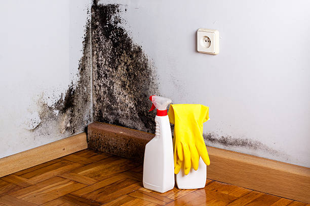 Best Professional Mold Removal  in Brevard, NC