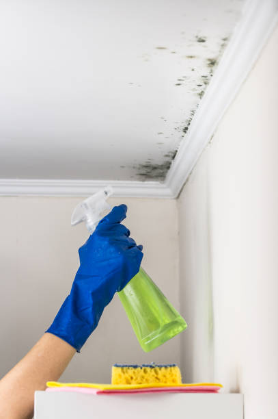 Home Mold Removal in Brevard, NC
