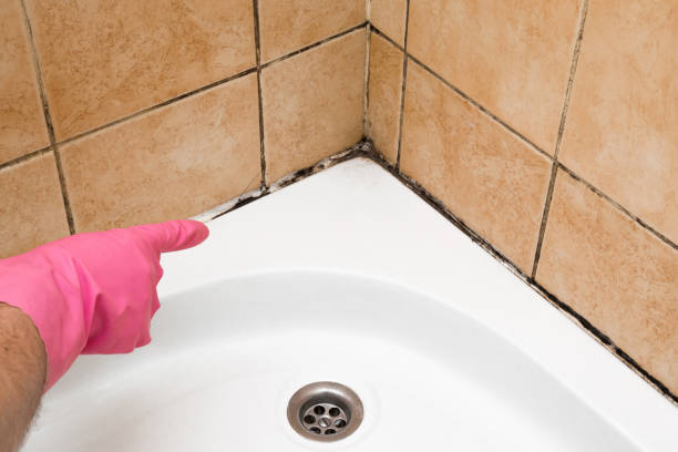 Best Mold Removal Near Me  in Brevard, NC